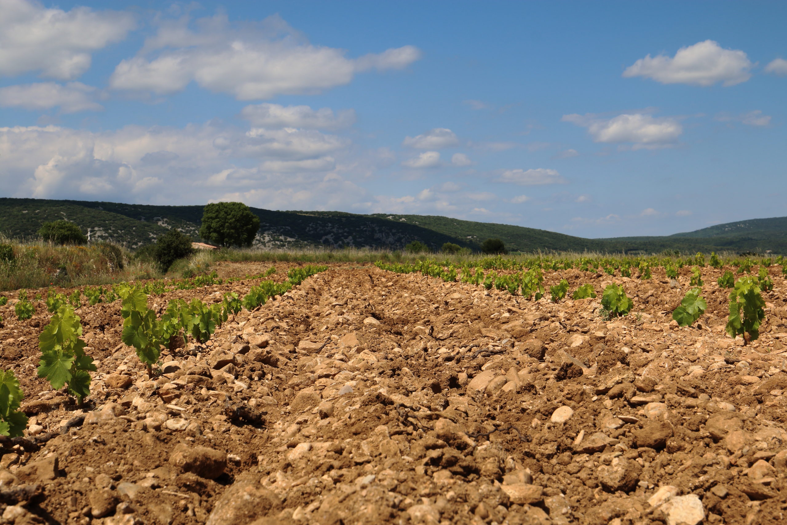 TERROIRS